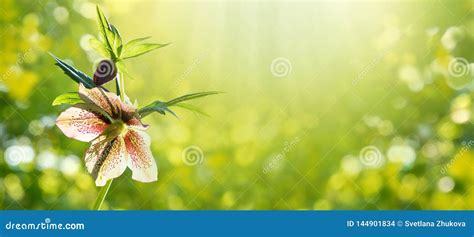 新沂地區游戲工作室合作指南 聚焦蘋果策略類手游與互聯網信息服務